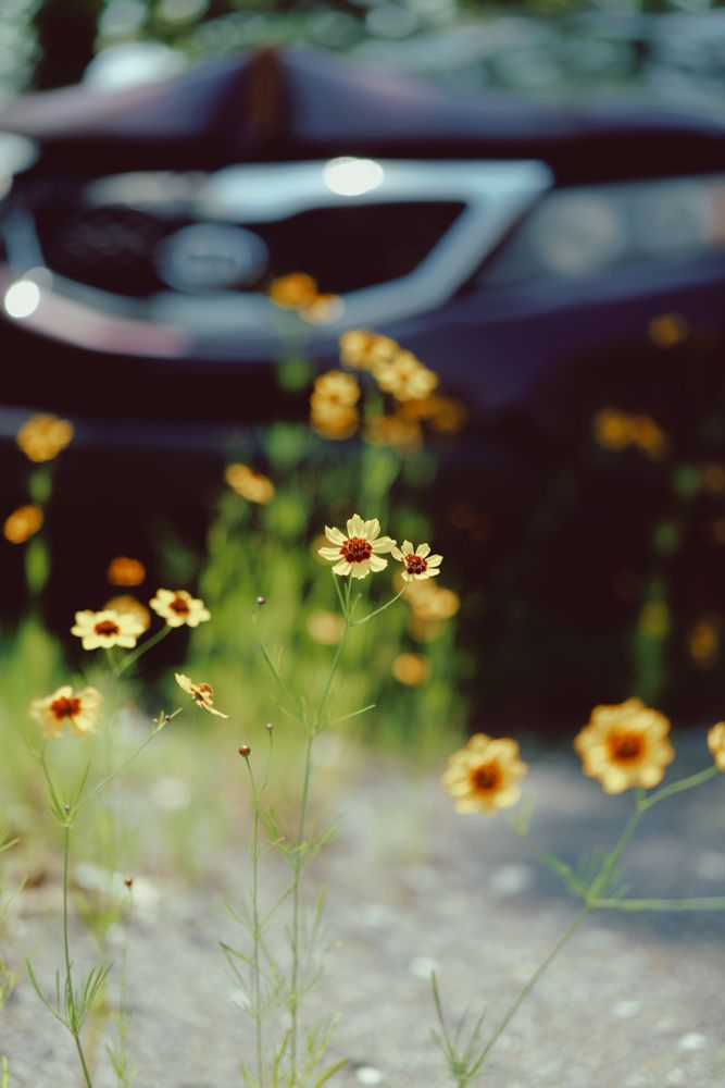 Yellow wildflowers in front of a wrecked KIA SUV. Shallow depth of field with focus on the flower blossoms. 