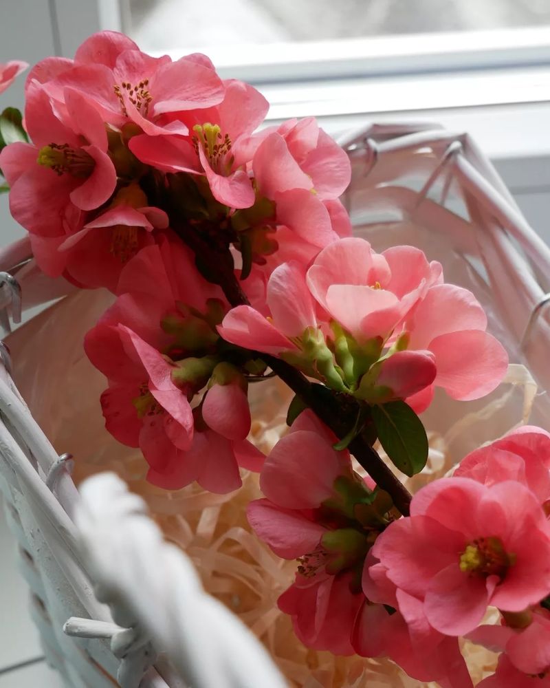 Ein abgeschnittener Zweig einer Zierquitte zeigt leuchtend lachsrote Blüten 