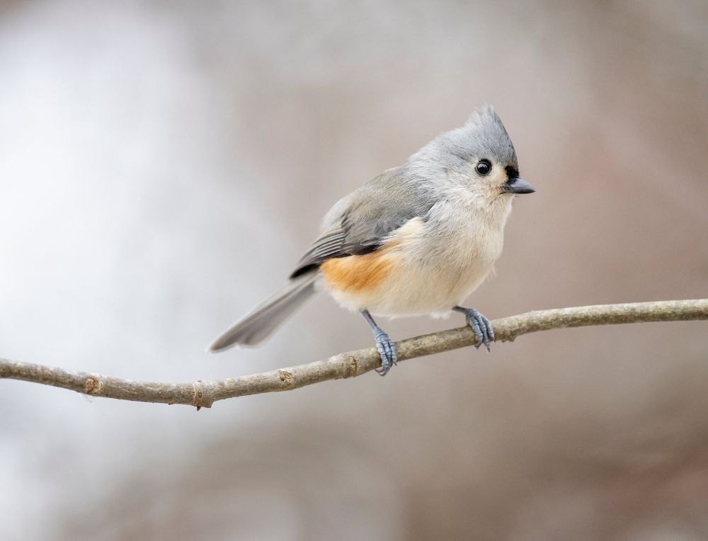 an adorable tufted titmouse sits on a branch