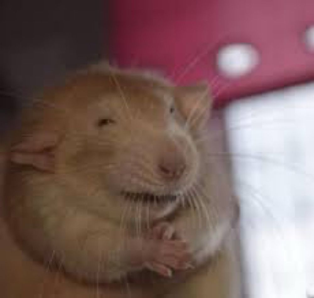 Rat rubbing its hands together maniacally 