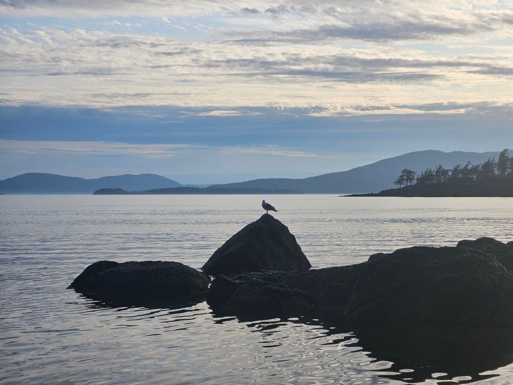 A seagull perched on a rock. 