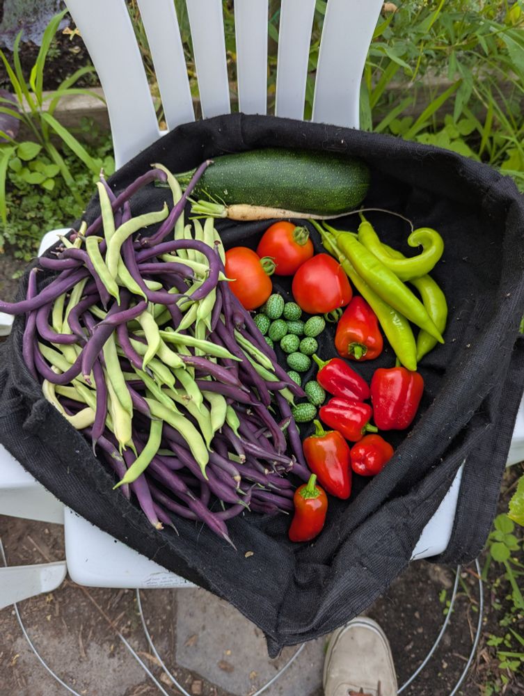 A big bag full of fresh produce on a white lawn chair.

Left side, Poles beans, both green and purple. Top, zucchini and a tiny white carrot. Middle, Three small tomatoes. A handful of cucamelons. Top right, Friarello peppers. Bottom right, Cajun bell peppers.