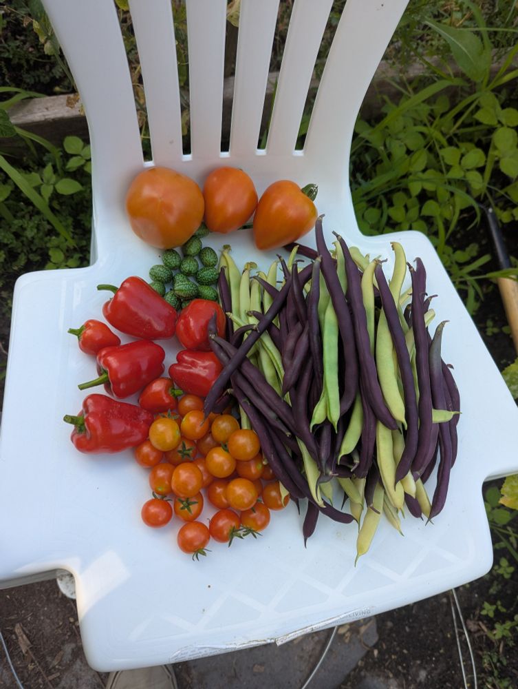 Another fresh produce haul from our community garden on a white plastic chair. From top to bottom. Three medium tomatoes. A handful of cucamelons. Seven small Cajun bell peppers. A ton of purple and green pole beans. Two dozen cherry tomatoes.