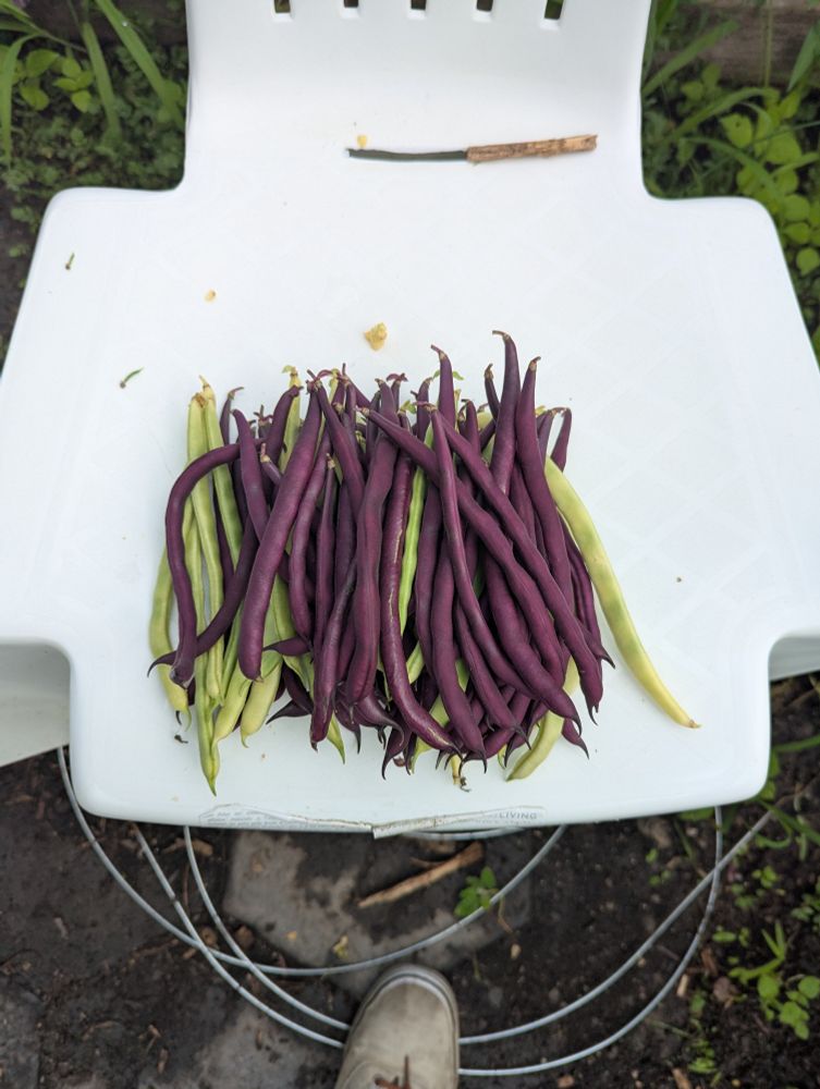 A large assortment of green and purple pole beans on a white lawn chair.