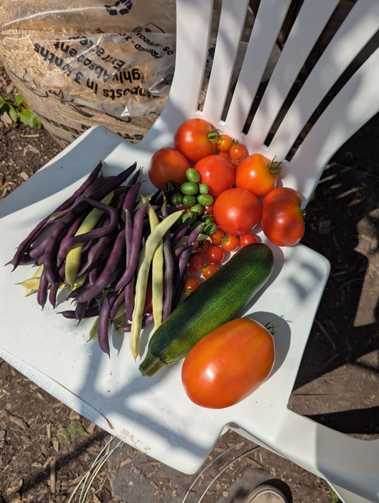 A collection of fresh produce on a white lawn chair. From left to right: a pile of purple and yellow pole beans. Six medium round tomatoes. A handful of cucamelons. A dozen cherry tomatoes. One zucchini. One large Roma tomato.