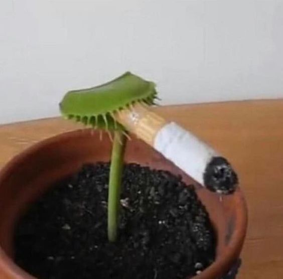 Image of a regular small carnivore plant in a pot with dirt, "smoking" a cigar.
Imagem de uma planta carnívora normal pequena num pote de barro com terra, "fumando" um cigarro.