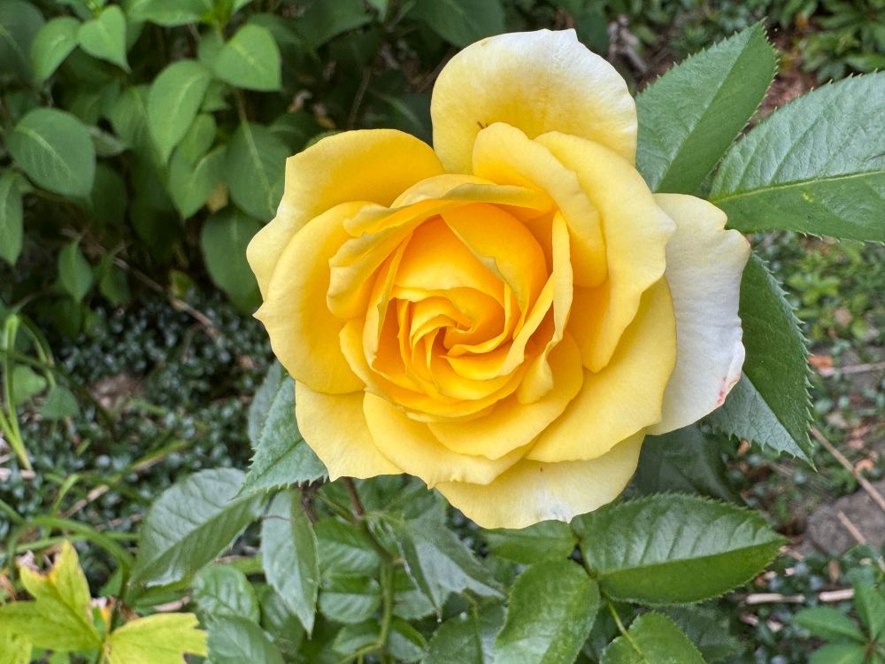 Close up of yellow rose with background foliage. 
