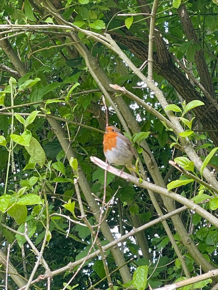 Robin singing