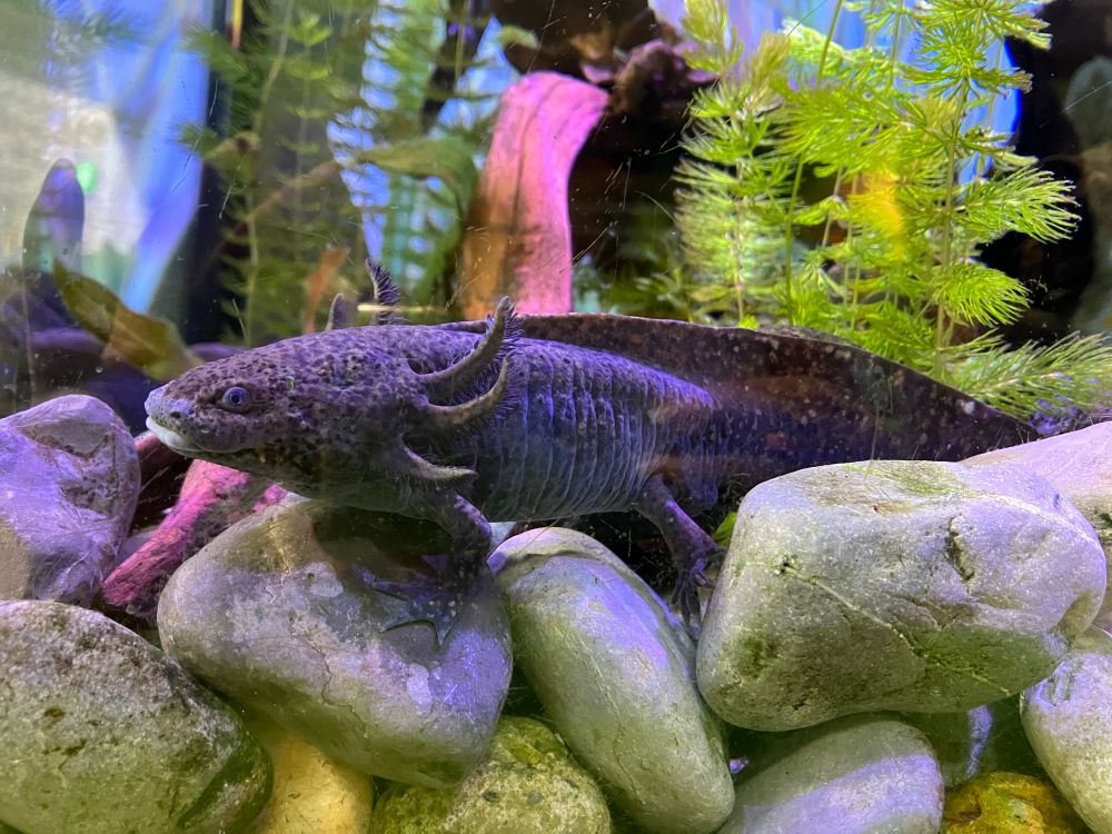 An axolotl in a tank