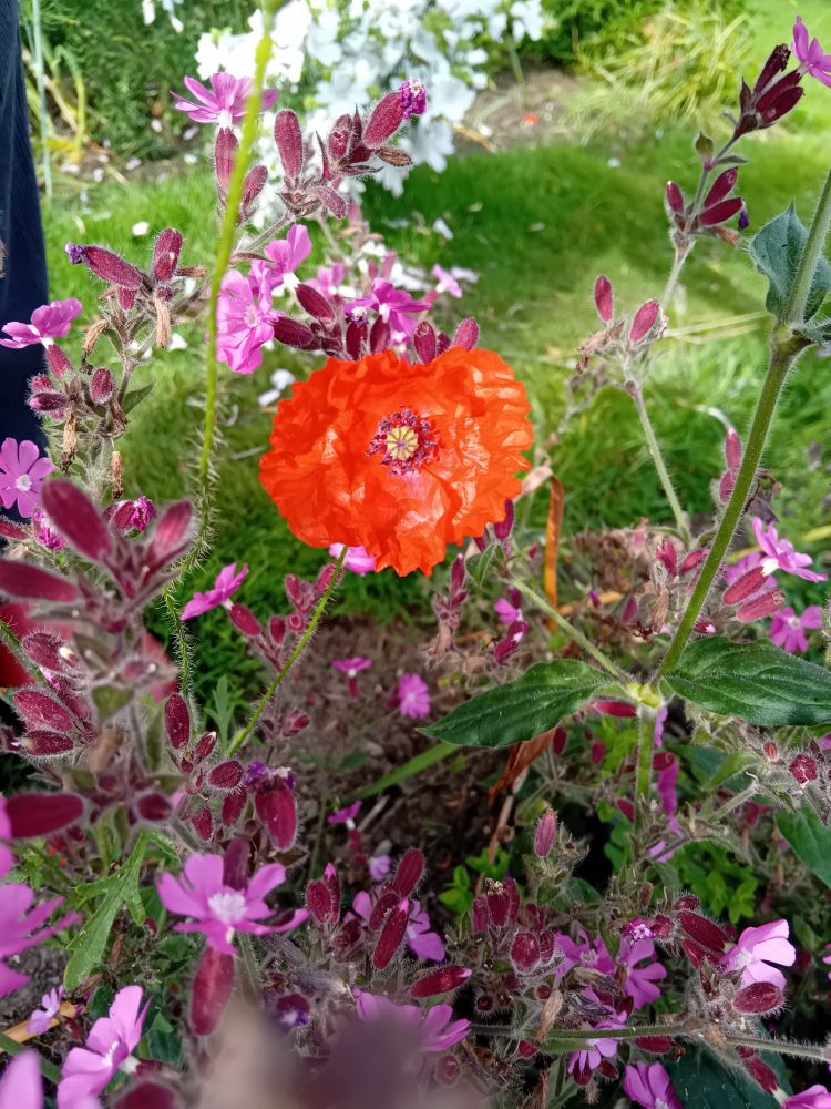 A small red poppy freshly opened in the centre of photo. It's surrounded by pink and white flowers, with green grass in the background 