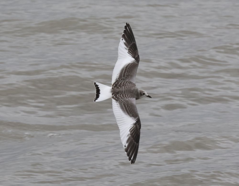 Juvenile Sabine's Gull, Aberavon, 19 Sep  2025. One of six present.