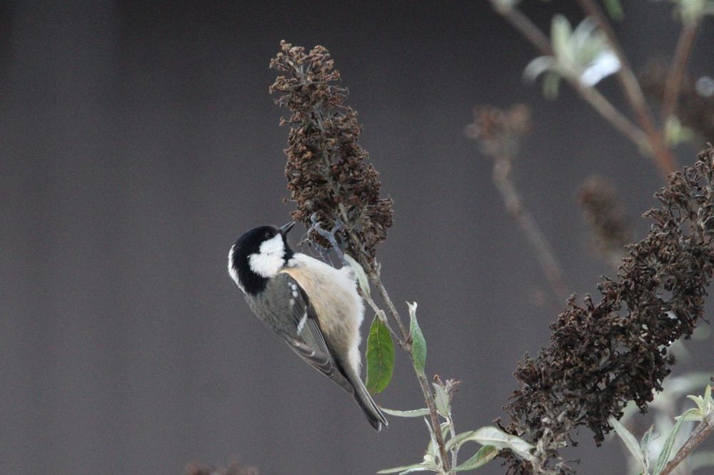 Coal tit hanging onto and feeding off the buddleia bush against a blurred grey background.