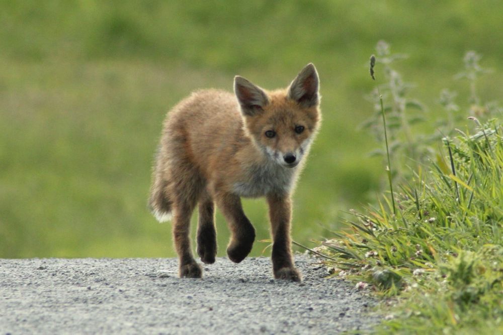Fox cub curiously walking along a gravel path with a grass verge.