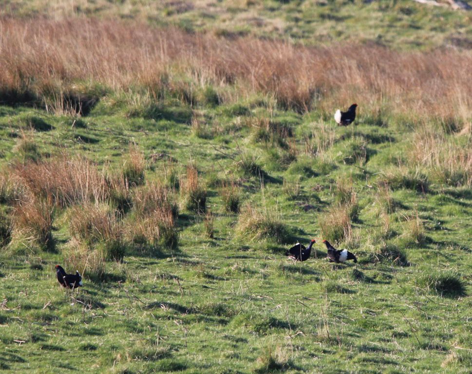 Black Grouse Lek with 4 males on a grassy field.
