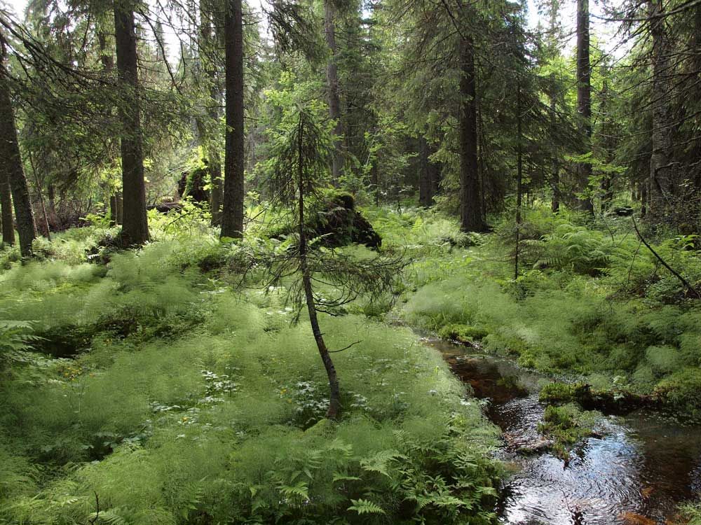 Kesäinen kuva rehevästä kuusimetsästä.