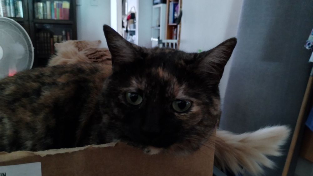 Cat lying in a box with her head resting on the edge
