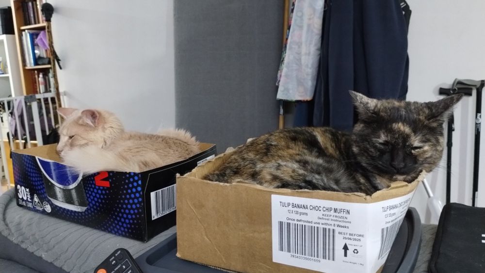 The Cats, Milly the tortoise shell and Humphrey the Champagne cat sitting in their boxes happy.
