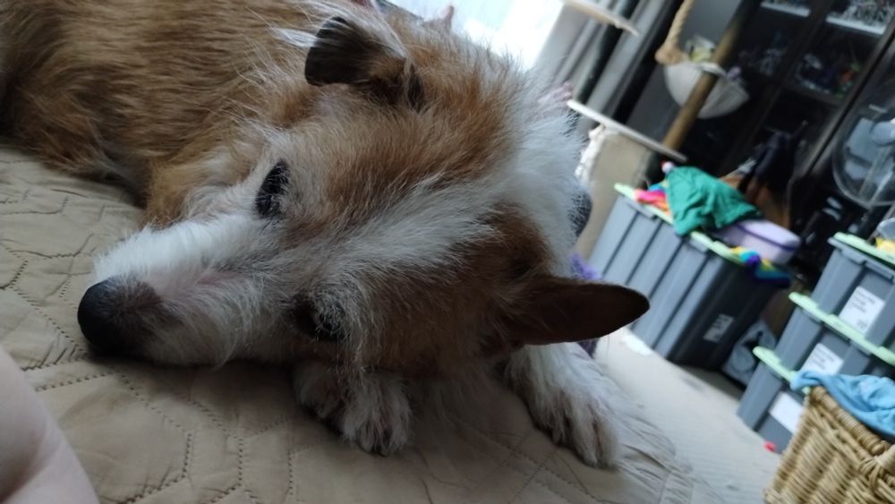 A sleepy Jack Russell resting on the couch