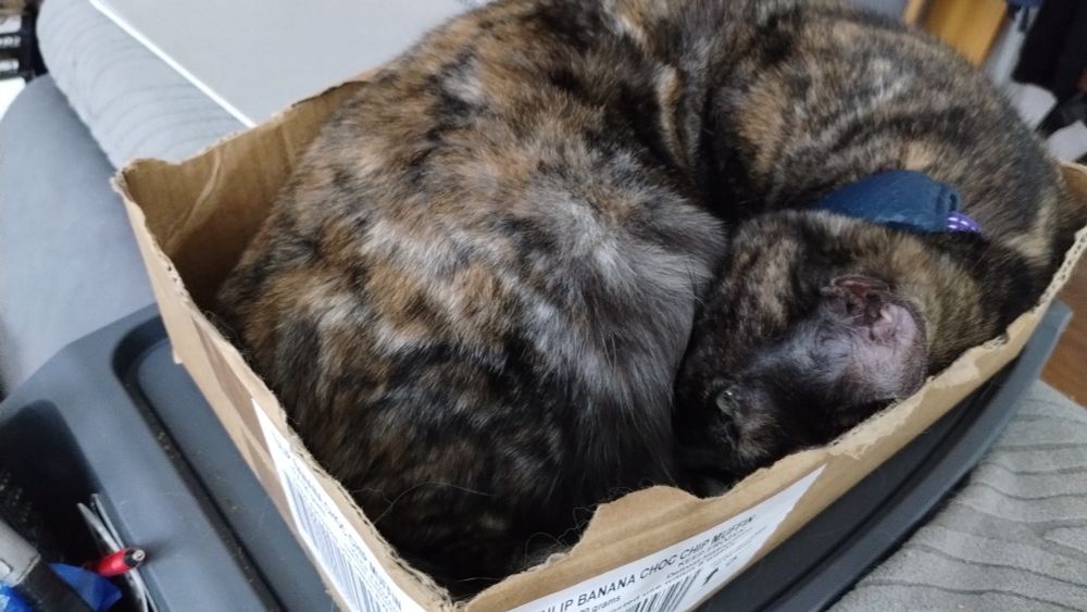 A Cat barely fitting in a box