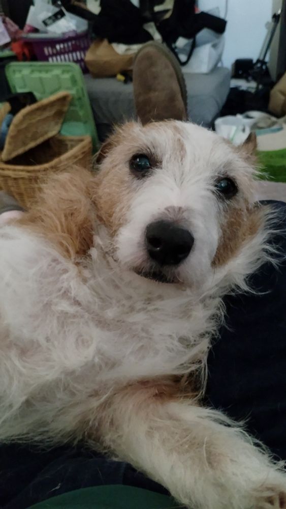 JJ an old tan and white Jack Russell relaxing and waiting for more scratches.
