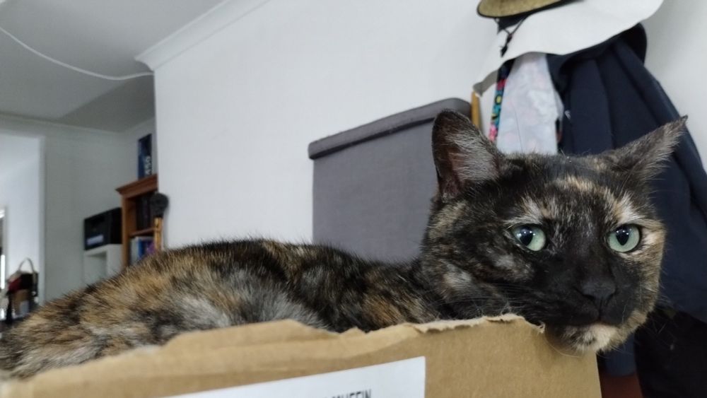 Tortoiseshell tabby in a box.
