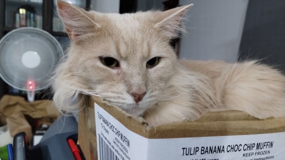 Champagne cat is a box