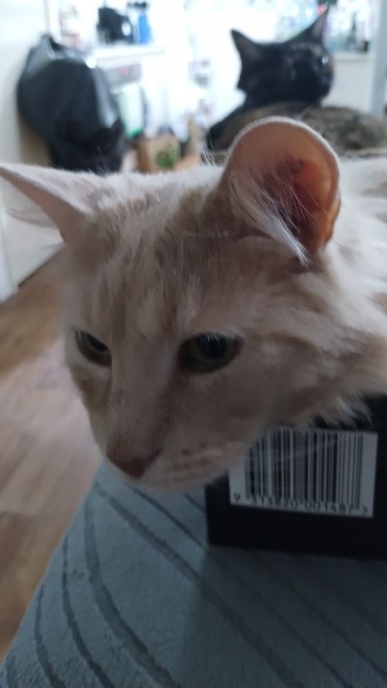 Humphrey, the Champagne coloured cat looking with interest toward some noise from his Pepsi Max box.