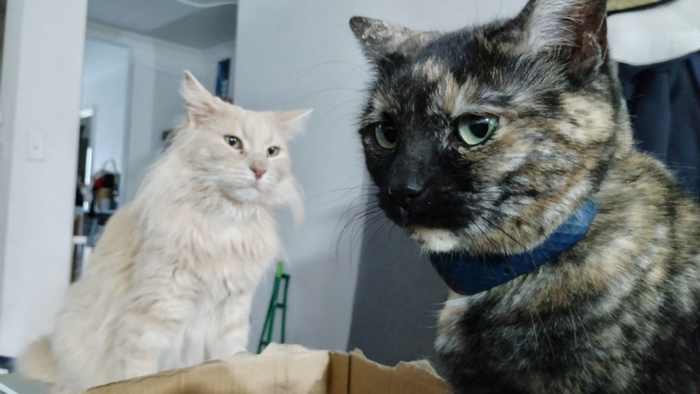 Two Cats near a box pretending they are ignoring each other