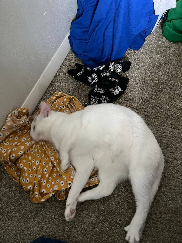 Zozo continues to roll in underwear