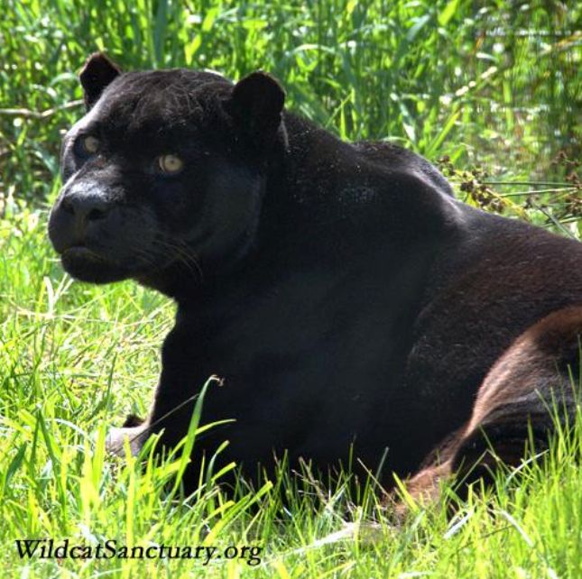 Black Jaguar