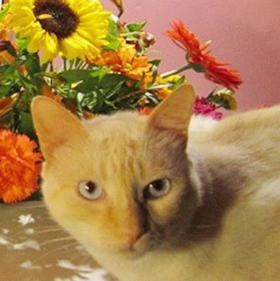 Flame point Siamese cat and yellow  and orange flowers