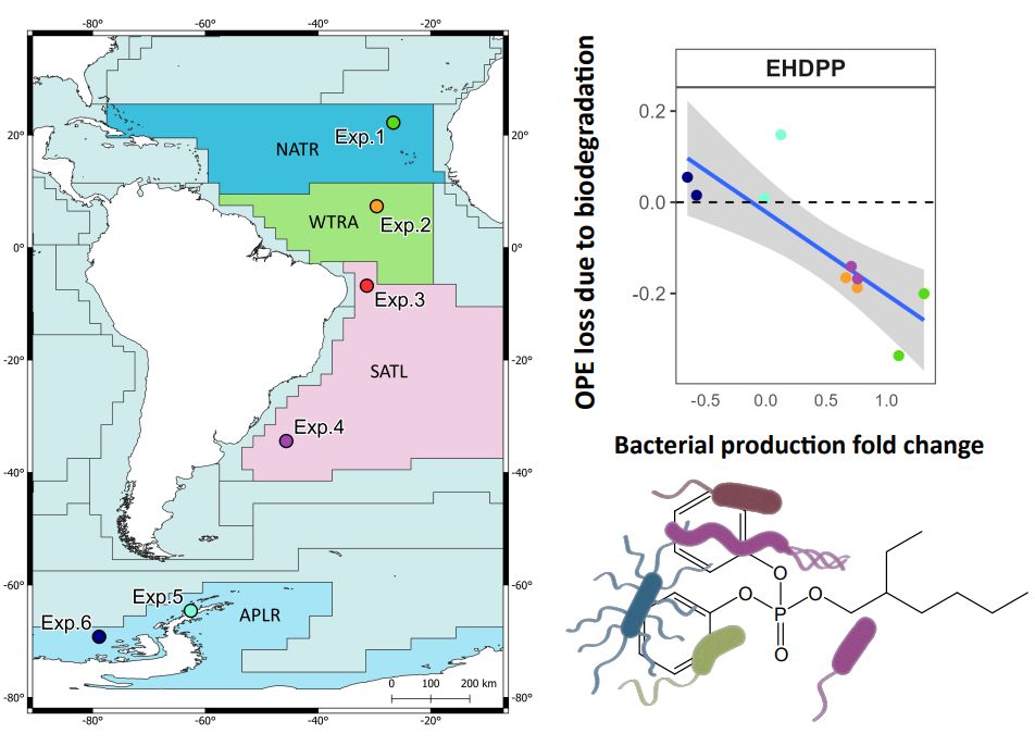 Left panel shows a map with the ocean regions and the location were the paper's experiments were performed. Top right panel shows the correlation between OPE loss due to degradation and bacterial production fold change for OPE EHDPP. Bottom right panel shows an ilustration of bacteria over an OPE molecule.
