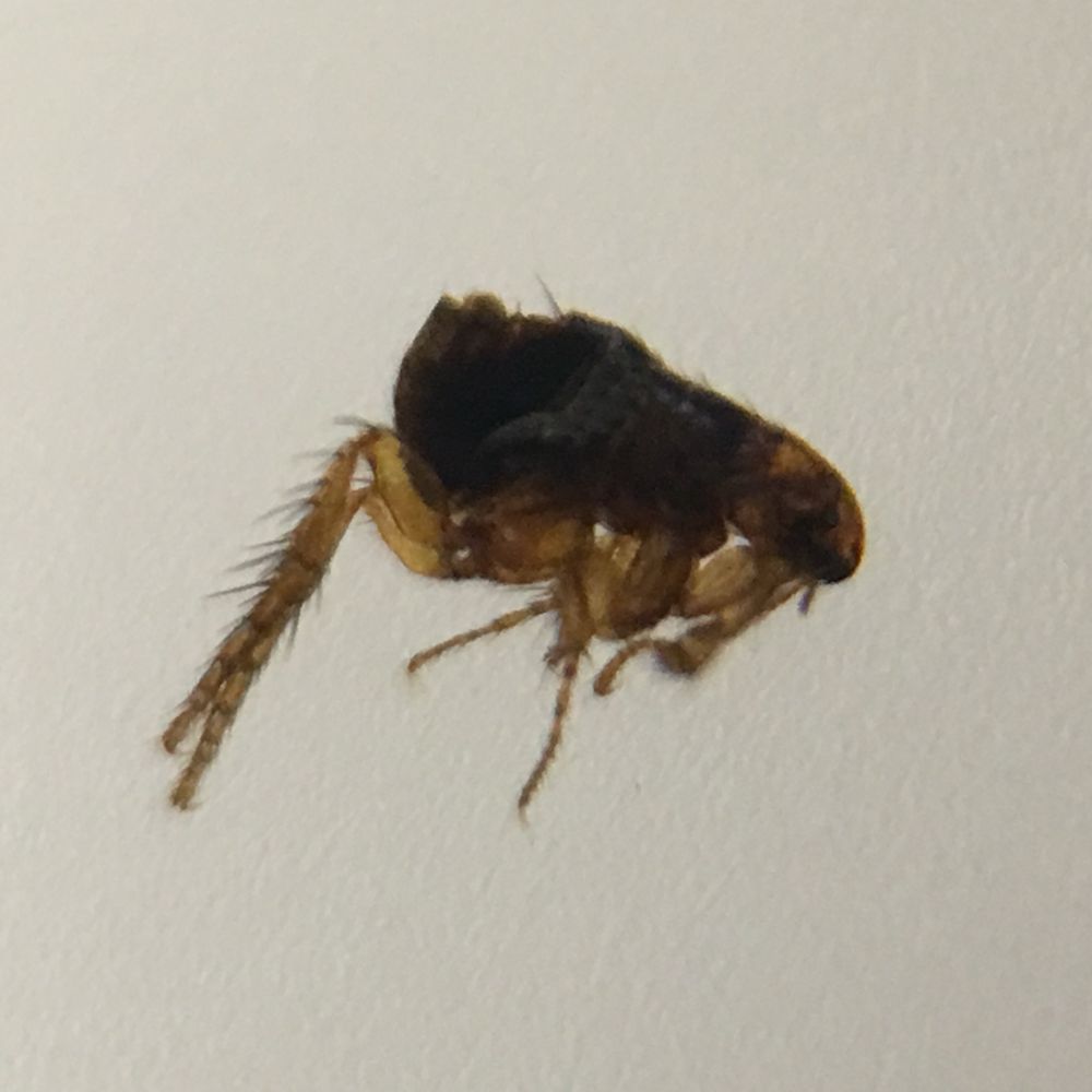 A photo of a flea under the microscope showing long hairy back legs and smaller middle and front legs. A bullet-shaped head points to the right, with very dark bands of thorax and then abdomen to the left. This is a low quality, somewhat grainy photo