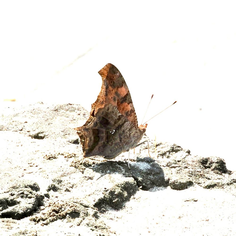 A brown butterfly seen in profile on a rough patch of sand. The background of the photo is mostly white, with the bright sun causing the photo to be over exposed. 