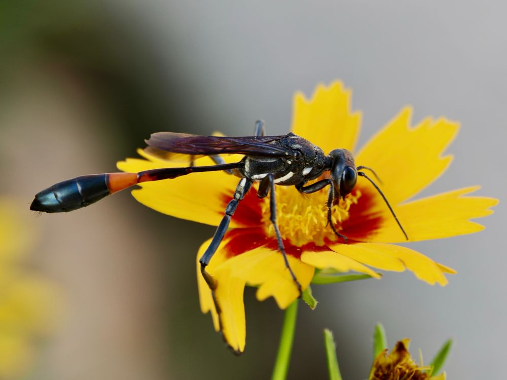 A flower has six bright yellow flowers that become read towards the central part has a wasp on it. The wasp is as long as the flower is wide. It is nearly all black with a very skinny long “waist” extending from the thorax that becomes reddish in color before a bulbous black end to the abdomen. 