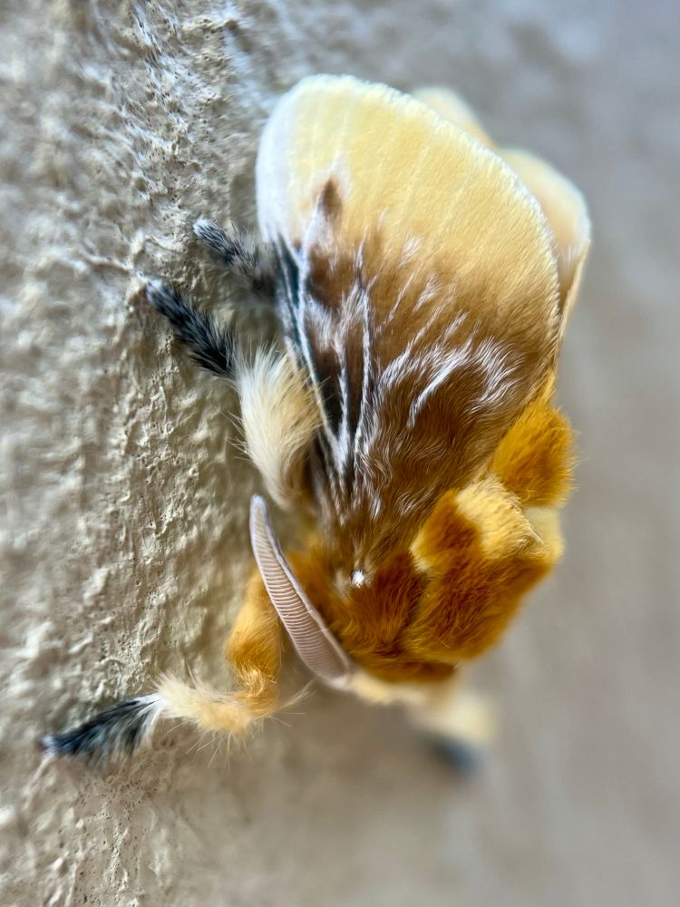 A fluffy moth is seen in profile on a white wall, head facing down. The front fluff is orange. In the middle the fluff has a lot of black with some streaks of white on the fluffy wings. The backs of the wings are a fluffy tan. 