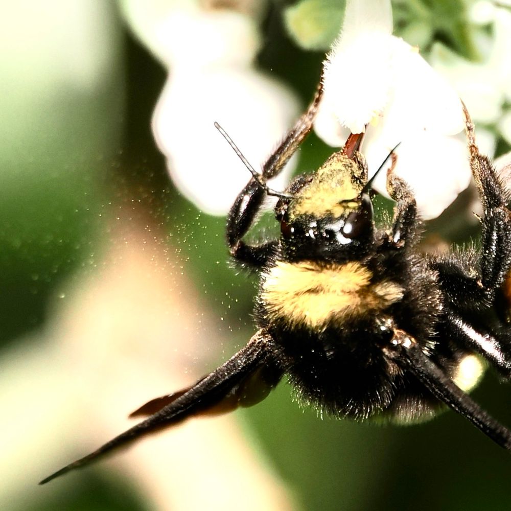 A photo of a bee hanging down from the bottom of a white flower. It’s very fuzzy with black and yellow fur. Its tongue is probing into the flower. Off to the left of the bee are little white specks floating in the air, seen on the bah round of blurry green vegetation 