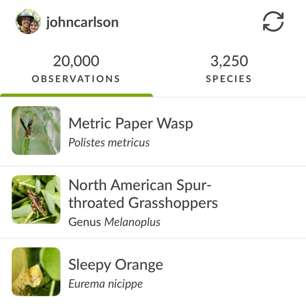 A screen shot from the iNaturalist app. In the top left is a tiny photo of me with my son. Below that you can see the species number, 20,000 and to the right on the same line it says 3,250 species. You can see the three most recent posts, a metric paper wasp at the top, the a North American spit-throated grasshopper and lastly a sleepy orange butterfly. 