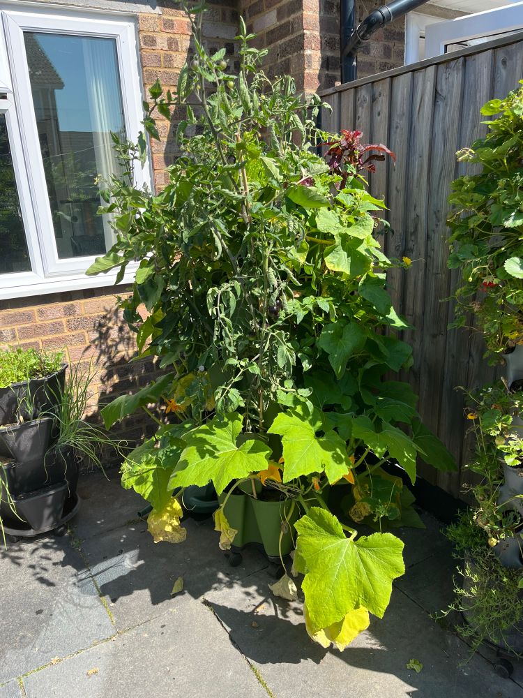 A completely overgrown vertical planter