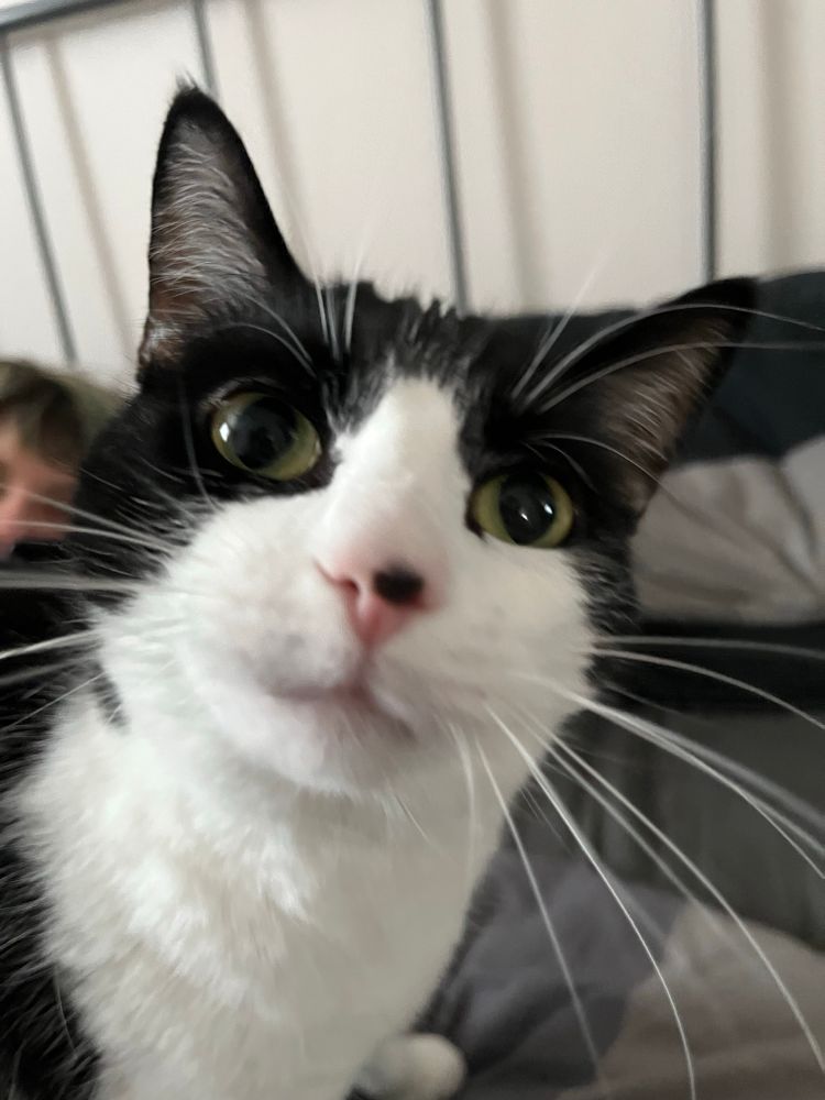 A black and white cat called Cobweb stares at the camera. Her pupils are dilated, and she's technically not in focus, but tremendously cute regardless.