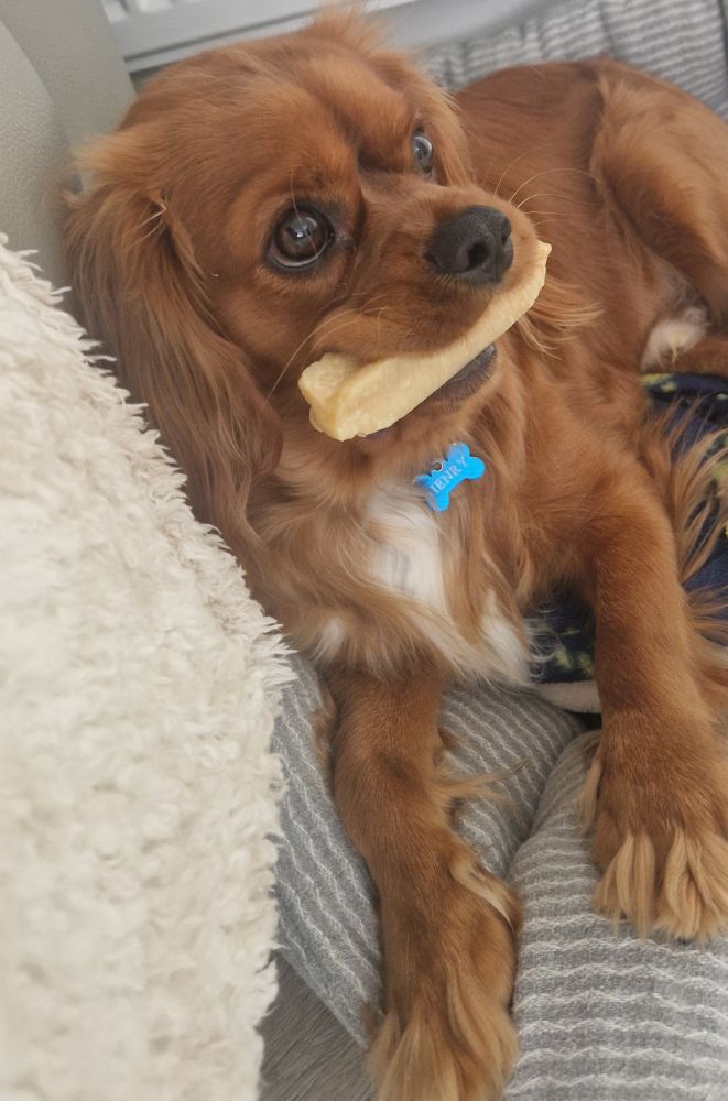 King Charles spaniel holding a yak chewing bar in his mouth 