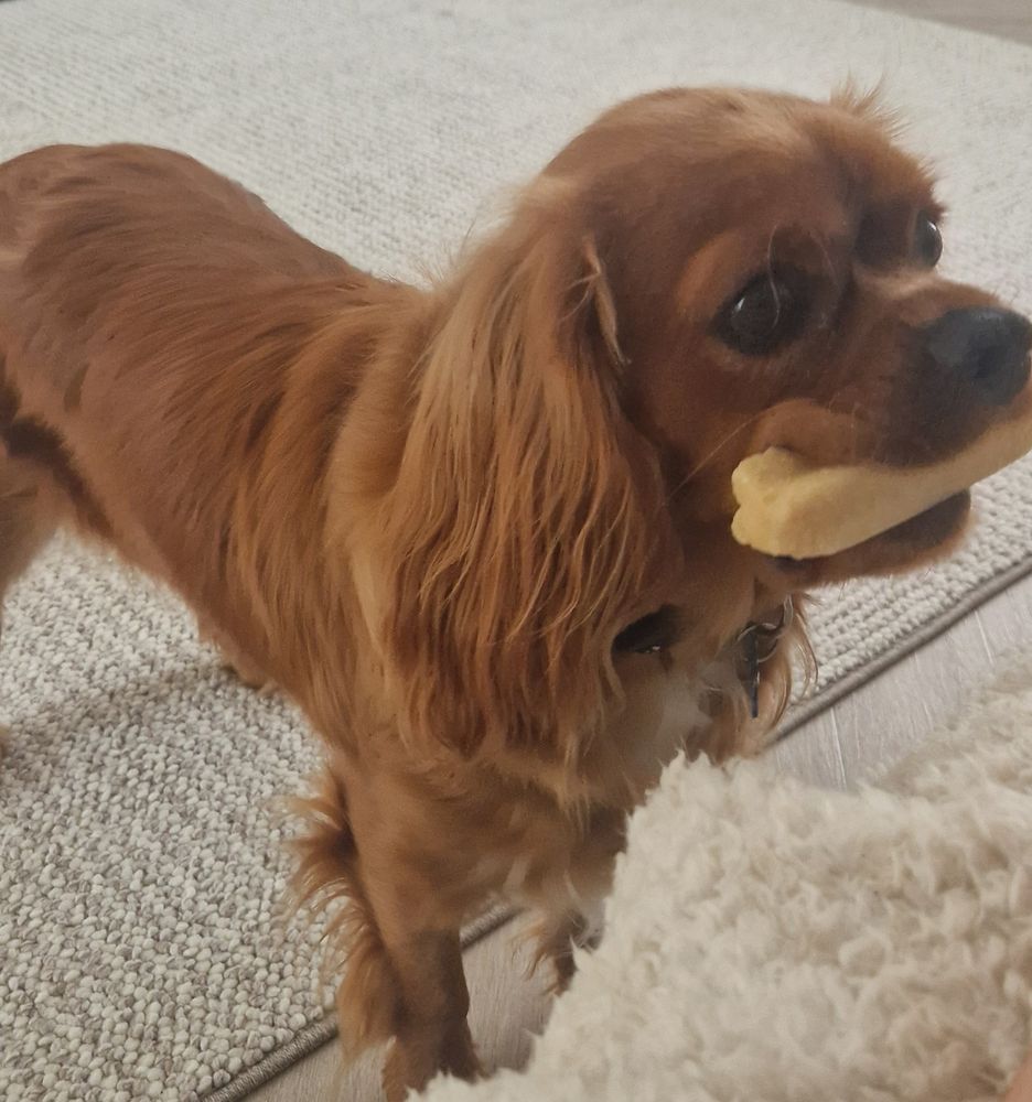King Charles spaniel standing with yak chewing stick in his mouth 