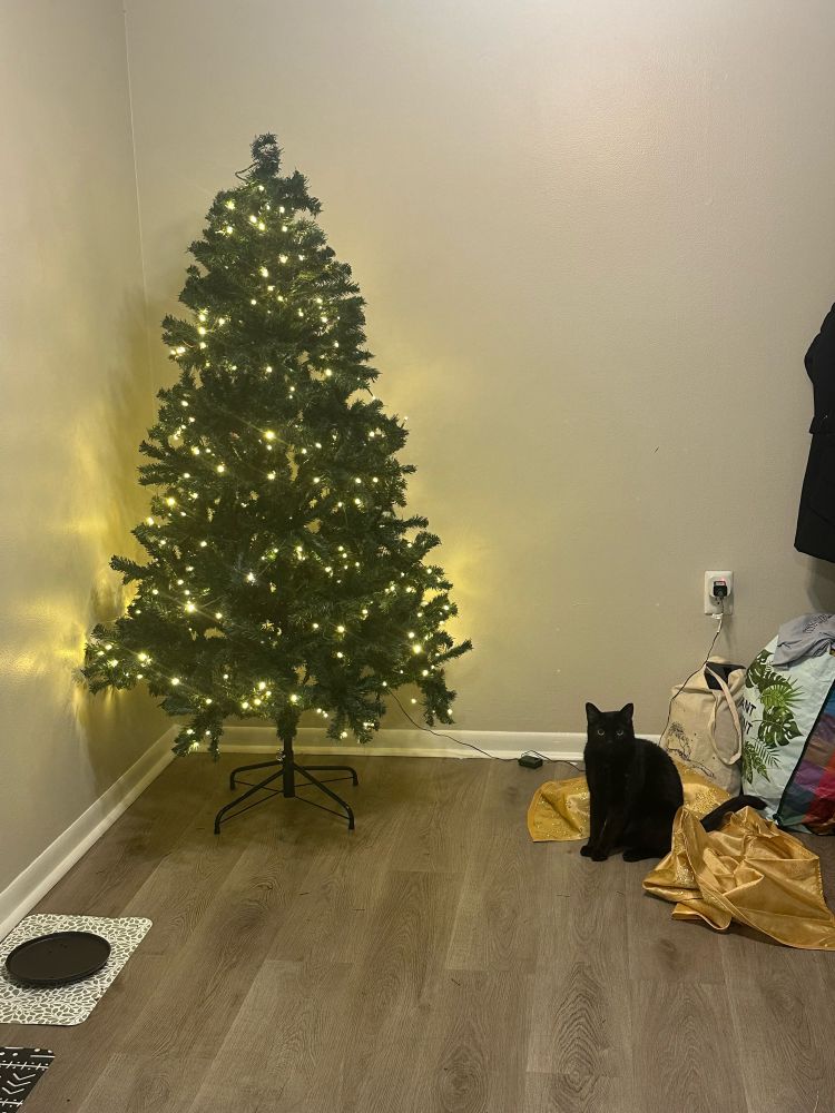 the small black cat from the last picture is standing to the right of the christmas tree, which no longer has a tree skirt. the golden tree skirt is gathered around the back of the black cat, who is sitting proudly and looking at the camera 