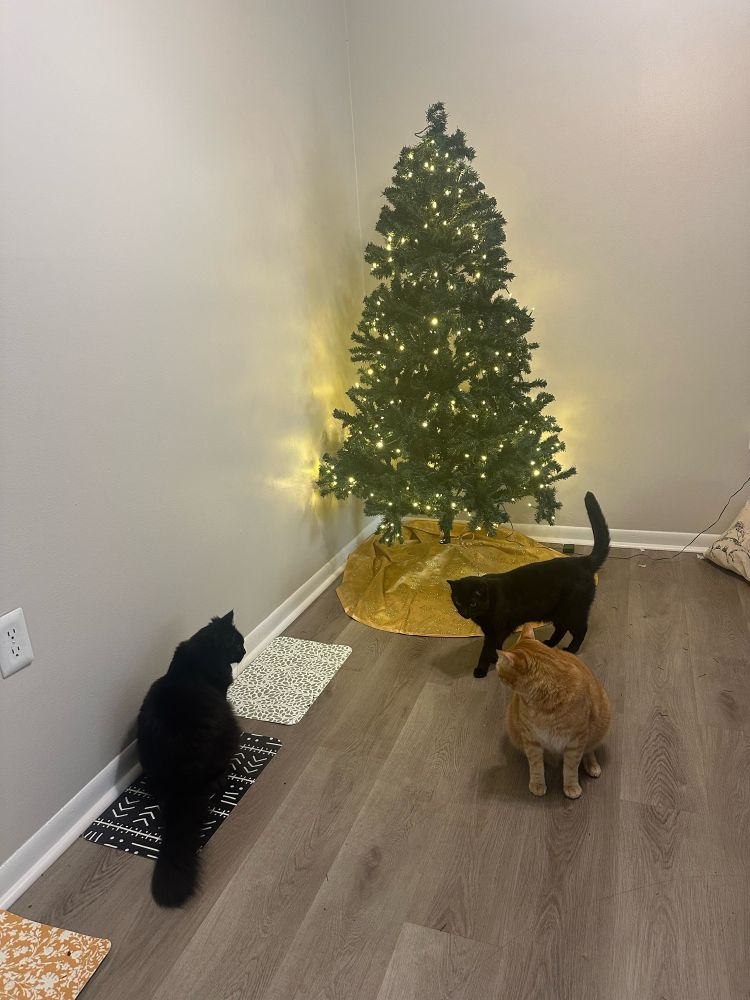 three cats are observing a christmas tree. the cat on the left is fluffy and black and somewhat disinterested. the foremost cat on the right is orange and looking at the tree. the back most cat is black and standing nearest the tree