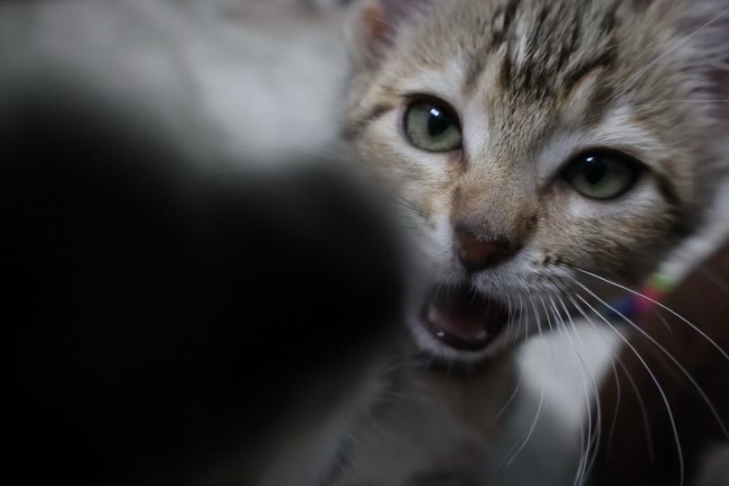 A photo of a kitten pawing at the camera