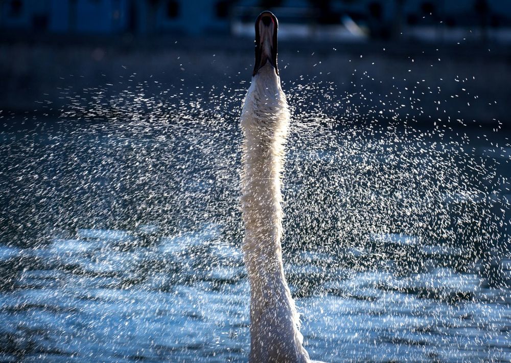 An image of a goose shaking water off of its feathers, water flinging everhwhere! 