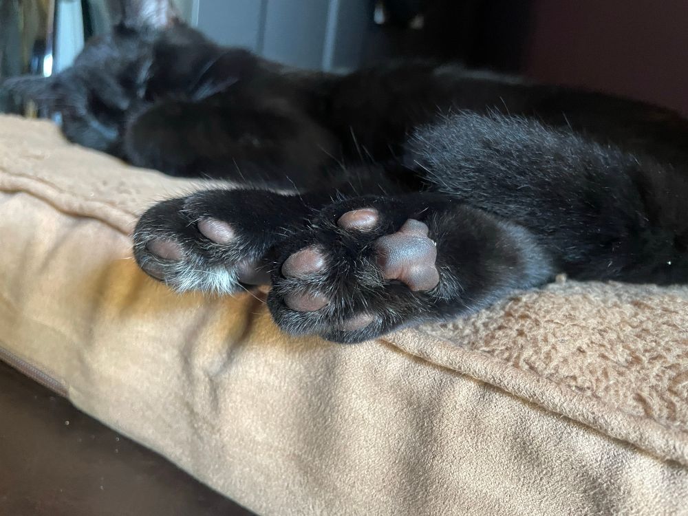 A young black cat sleeps on a square beige pillow. His back legs are extended toward the camera. You can see his soft brown toe pads. One foot has a small spray of white fur between the toes.