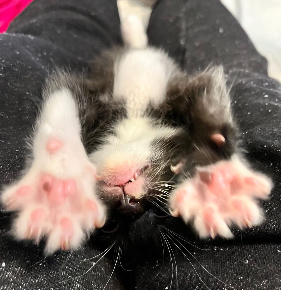 A tuxedo kitten upside down stretching out her paws toward the viewer. She has bright pink toe beans on her white feet.