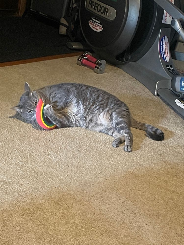 A large dilute gray tabby cat reclines on a beige carpet near an elliptical exercise machine. He claps a rainbow shaped catnip toy to his face in delight. A small pair of free weights lay on the floor behind him. 