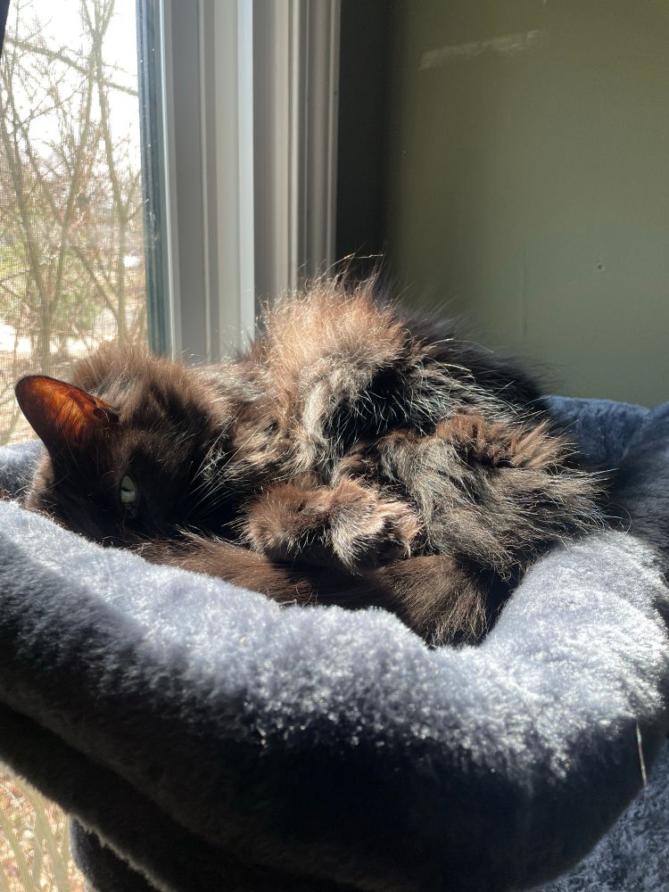 A fluffy black cat curled up on an elevated cat bed next to a window. The cat bed is a soft blue gray. The wall behind her is a dark sage green. The sunlight picks out chocolate tones in her fur. 